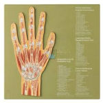 Joint Cut Hand Model